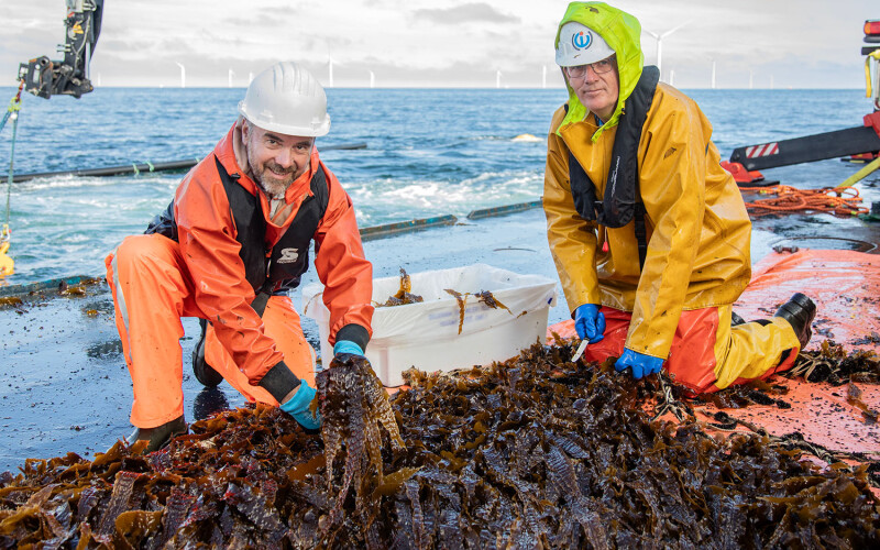 Two workers harvesting seaweed